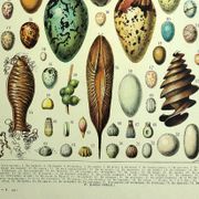 Gravure ancienne 1928 - Œufs par A. Millot - planche zoologique vintage