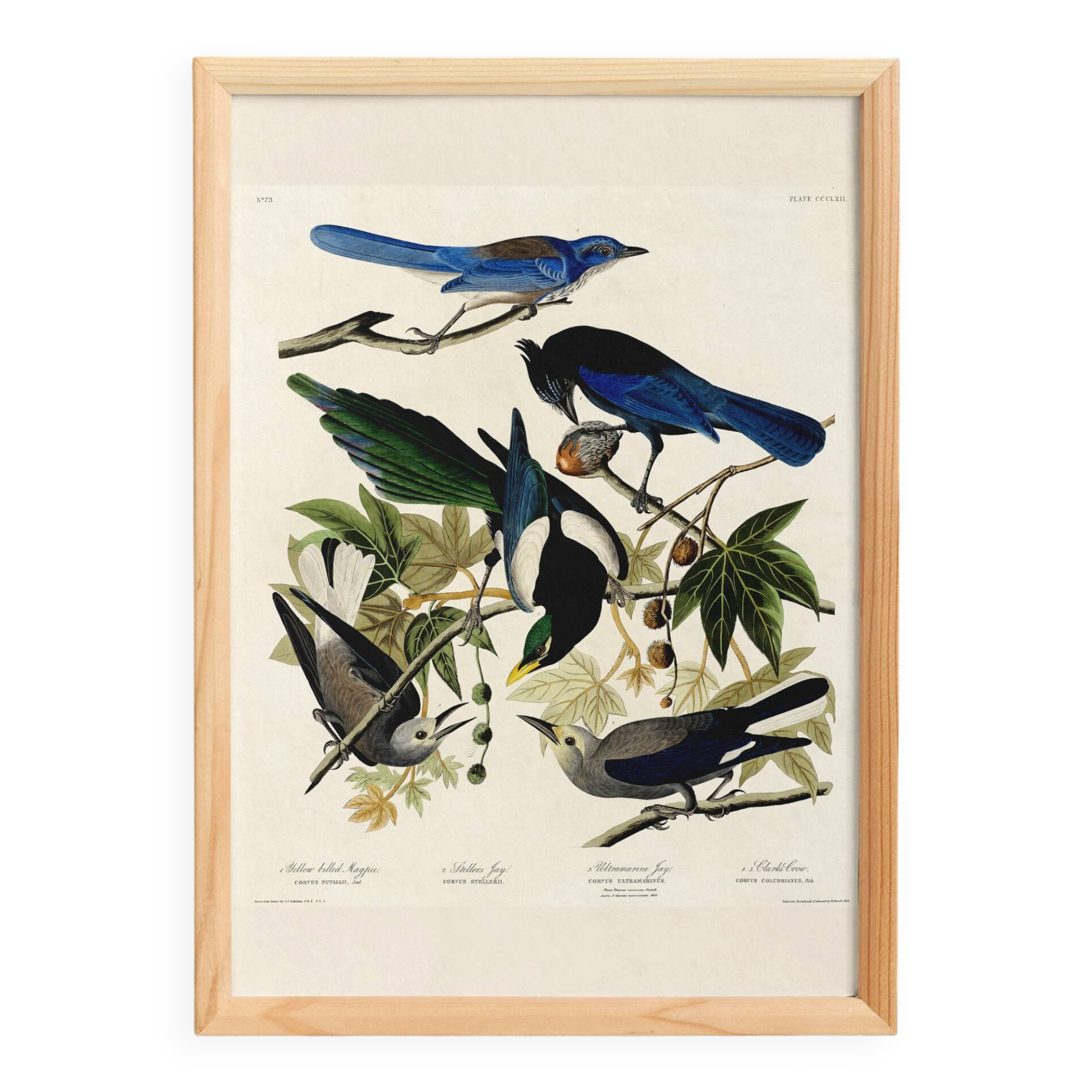Poster about jays and magpies, based on an old engraving from 1827.