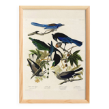 Poster about jays and magpies, based on an old engraving from 1827.