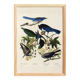 Poster about jays and magpies, based on an old engraving from 1827.