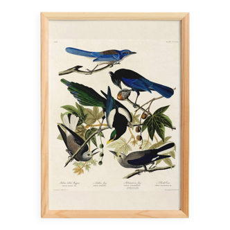 Poster about jays and magpies, based on an old engraving from 1827.