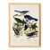 Poster about jays and magpies, based on an old engraving from 1827.