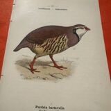 Botanical engraving birds double sided naturalist board