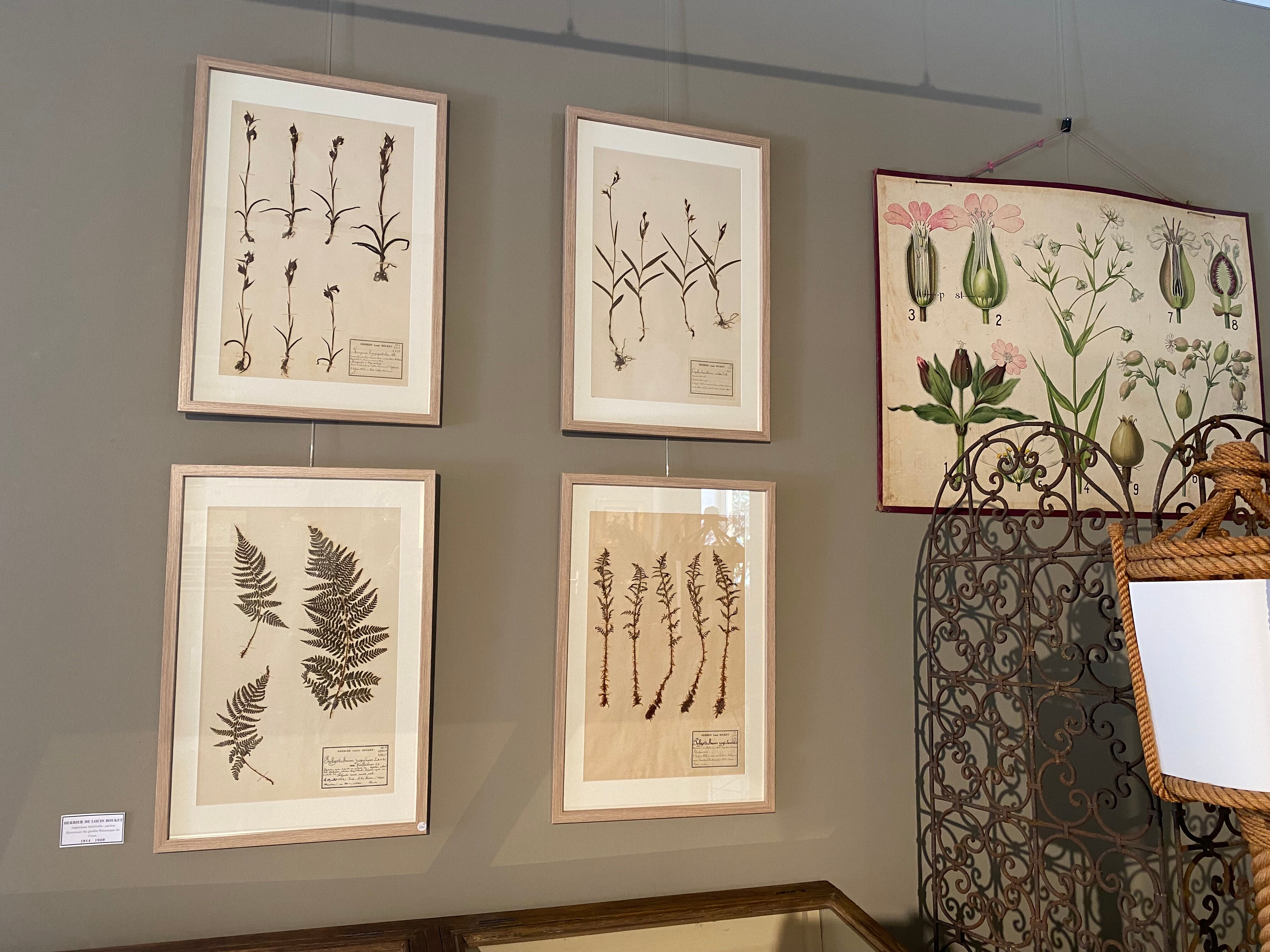 Old herbarium of Louis Bouket