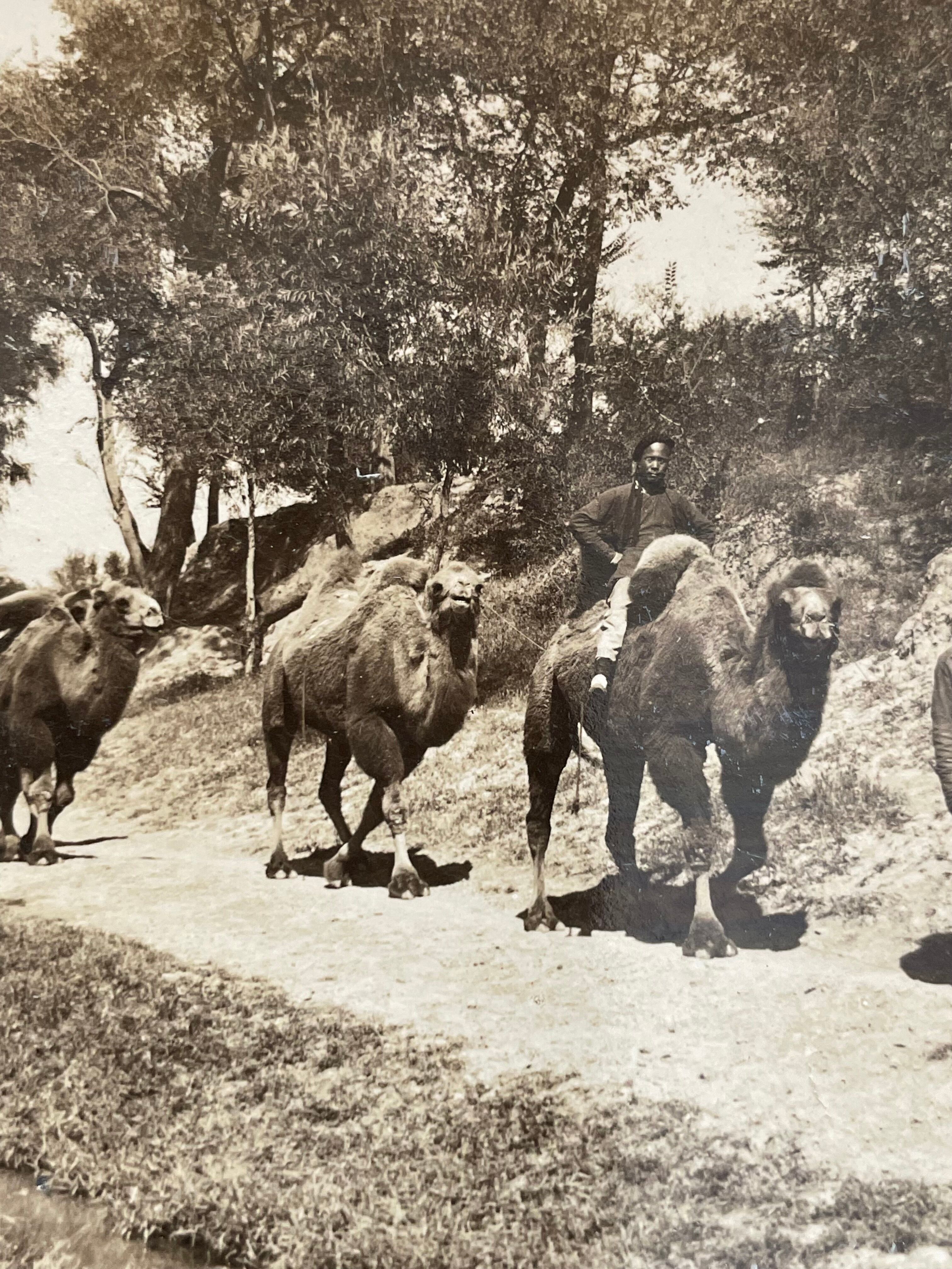 Old photography stereo, stereograph, luxury albumine 1903 camel line, Beijing, China