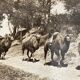 Old photography stereo, stereograph, luxury albumine 1903 camel line, Beijing, China