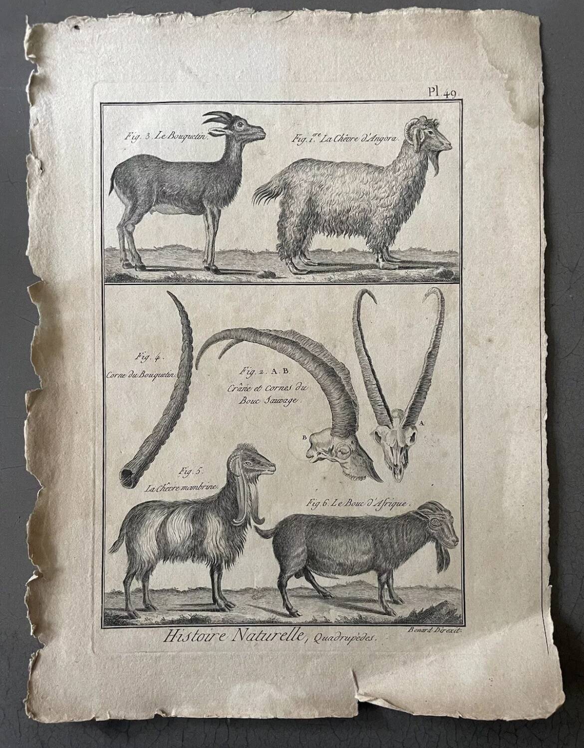 Engraving Old book 18th century Buffon, Bonnaterre, Natural history