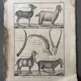 Engraving Old book 18th century Buffon, Bonnaterre, Natural history