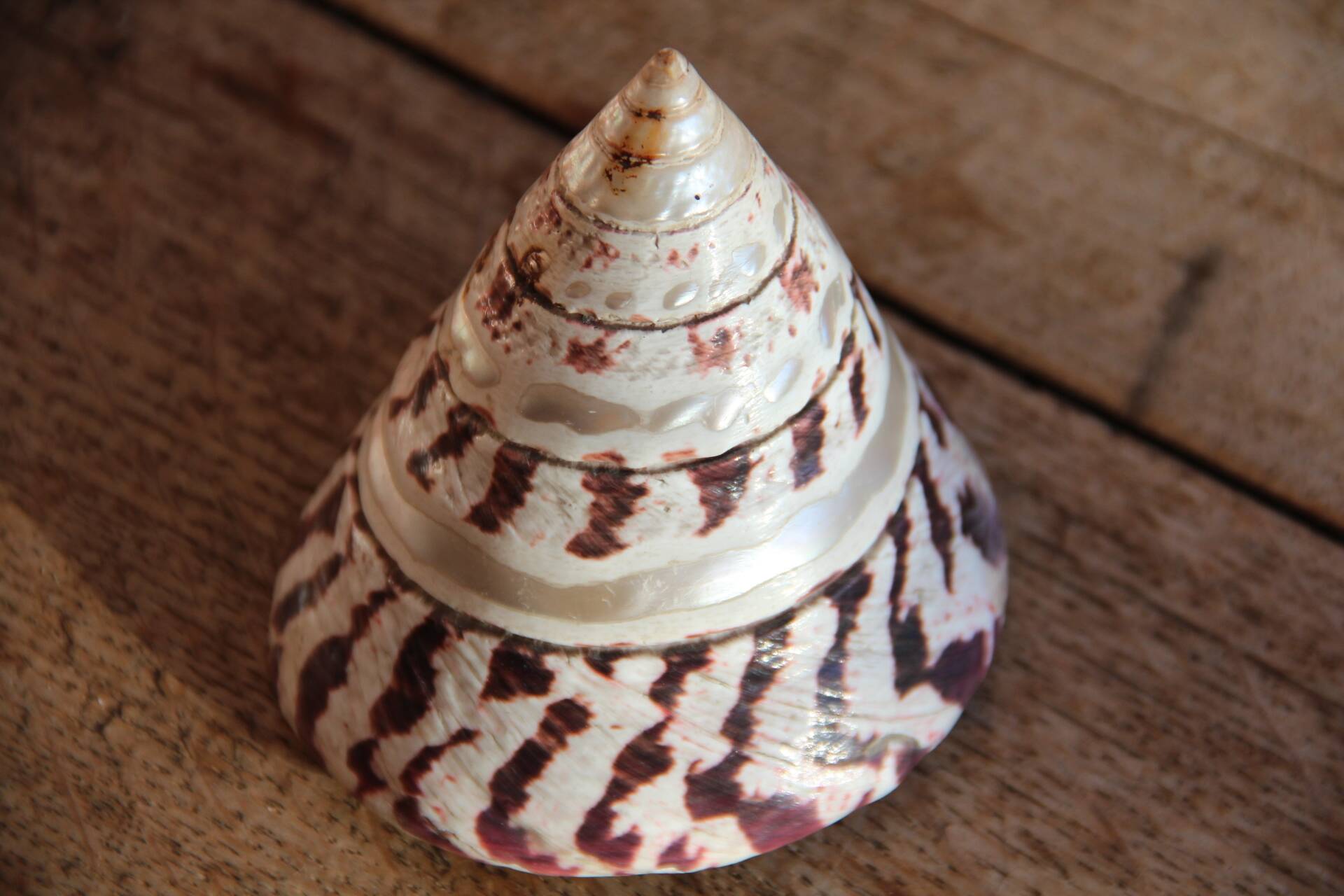 Trochus shell