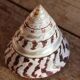 Trochus shell