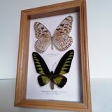 Butterflies taxidermy