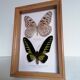 Papillons taxidermie