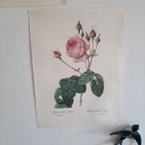 Botanical poster of Redouté