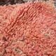 Pink vintage handmade moroccan rug 152 x 231 cm - Berber Wool Rug Antique