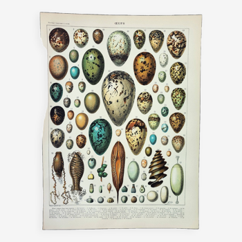 Old engraving 1898, Eggs, birds, animals, zoology • Lithograph, Original plate