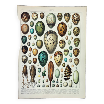 Old engraving 1898, Eggs, birds, animals, zoology • Lithograph, Original plate