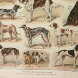 Old engraving 1922, Dogs, main breeds, shepherd, hunting • Lithograph, original illustration