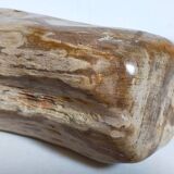 Free form sculpture in fossil wood