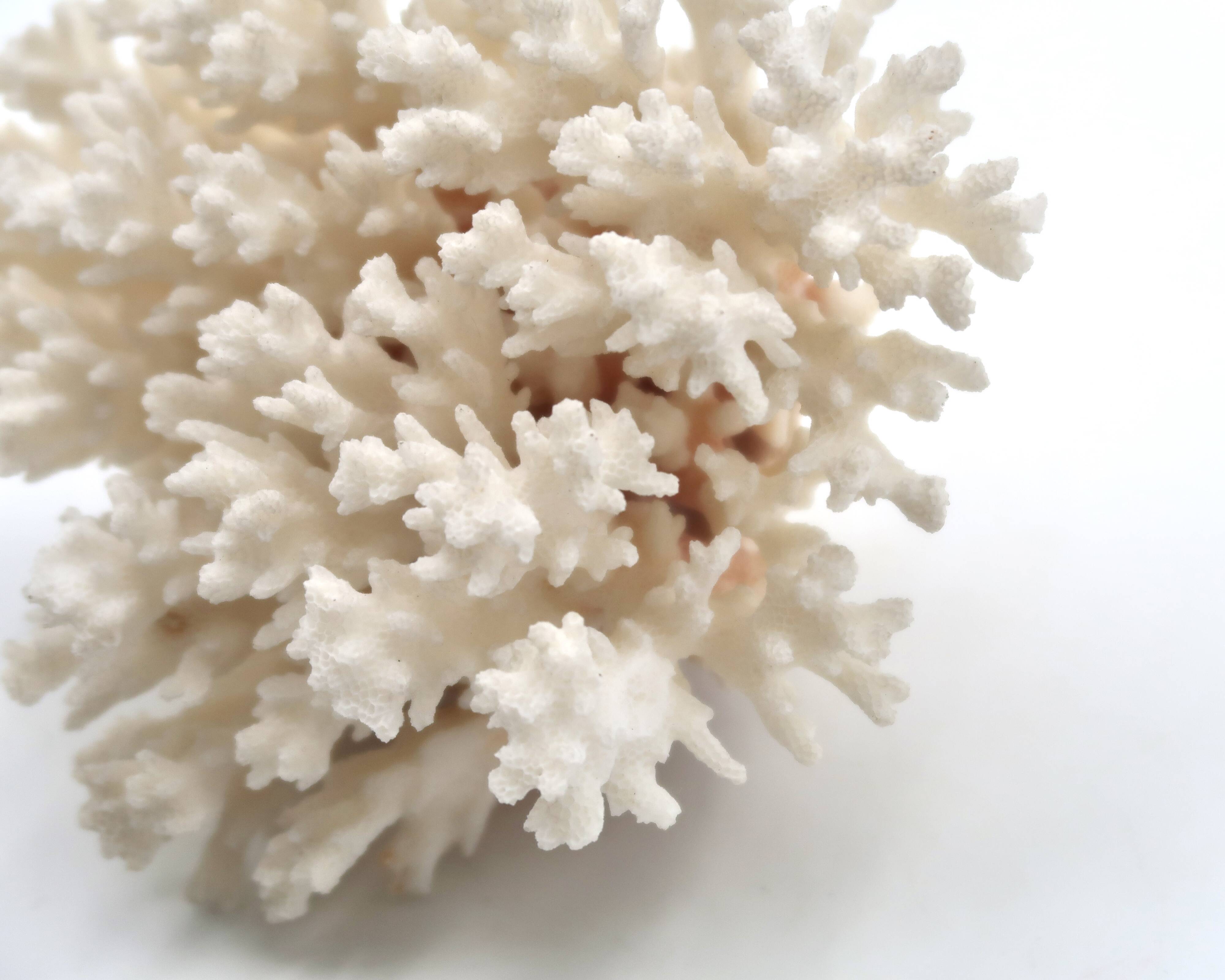 Old branch of white coral, 1970s