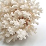 Old branch of white coral, 1970s