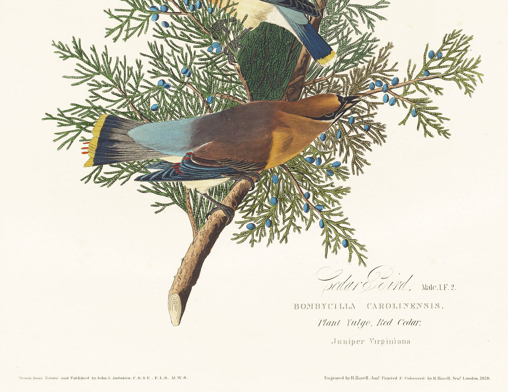 Poster about the Cedar Waxwing, after an old engraving from 1827.