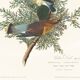 Poster about the Cedar Waxwing, after an old engraving from 1827.