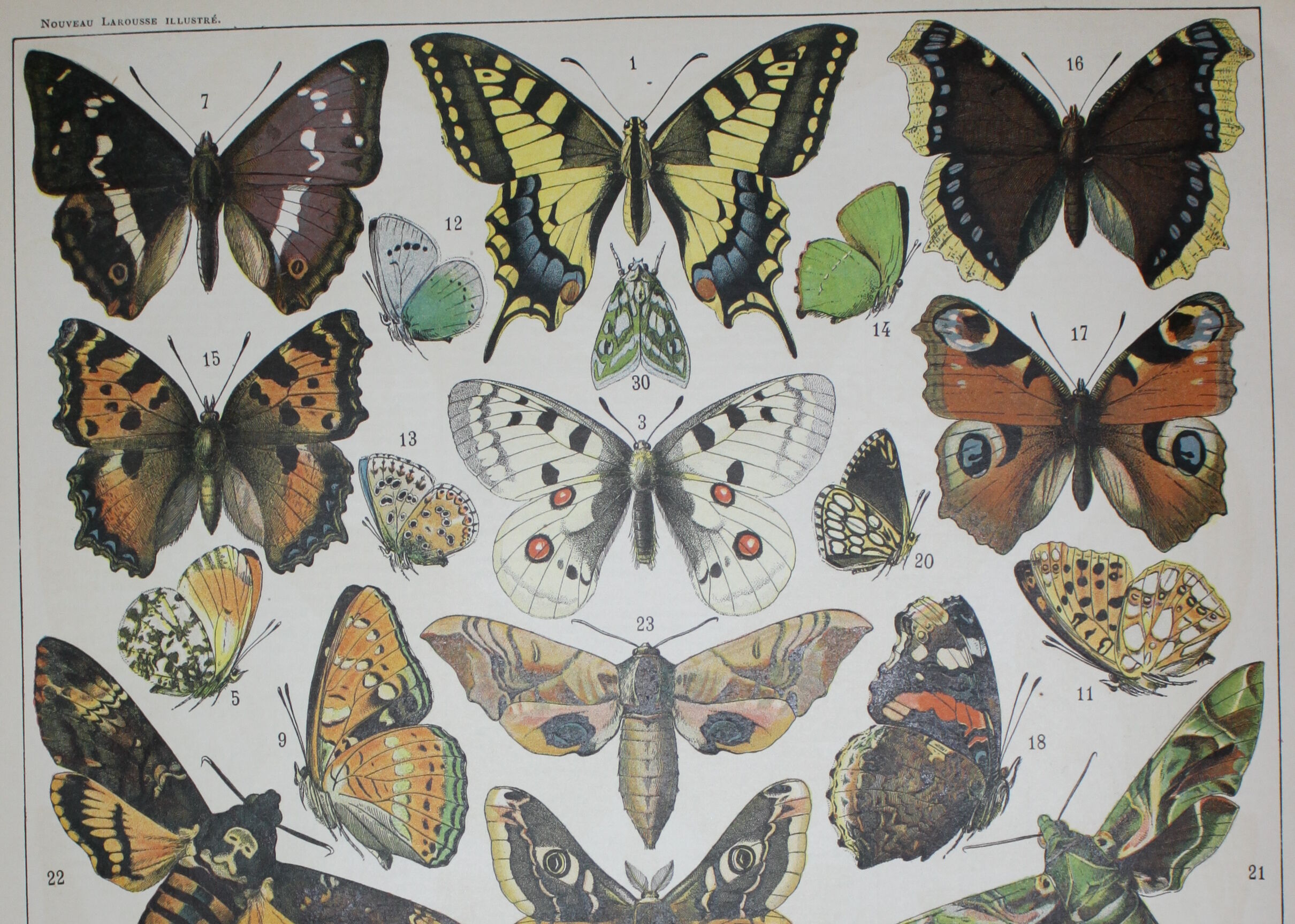 Lithograph • European butterflies, insects • Original lithograph from 1898