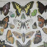 Lithograph • European butterflies, insects • Original lithograph from 1898