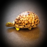 Bronze turtle and shell