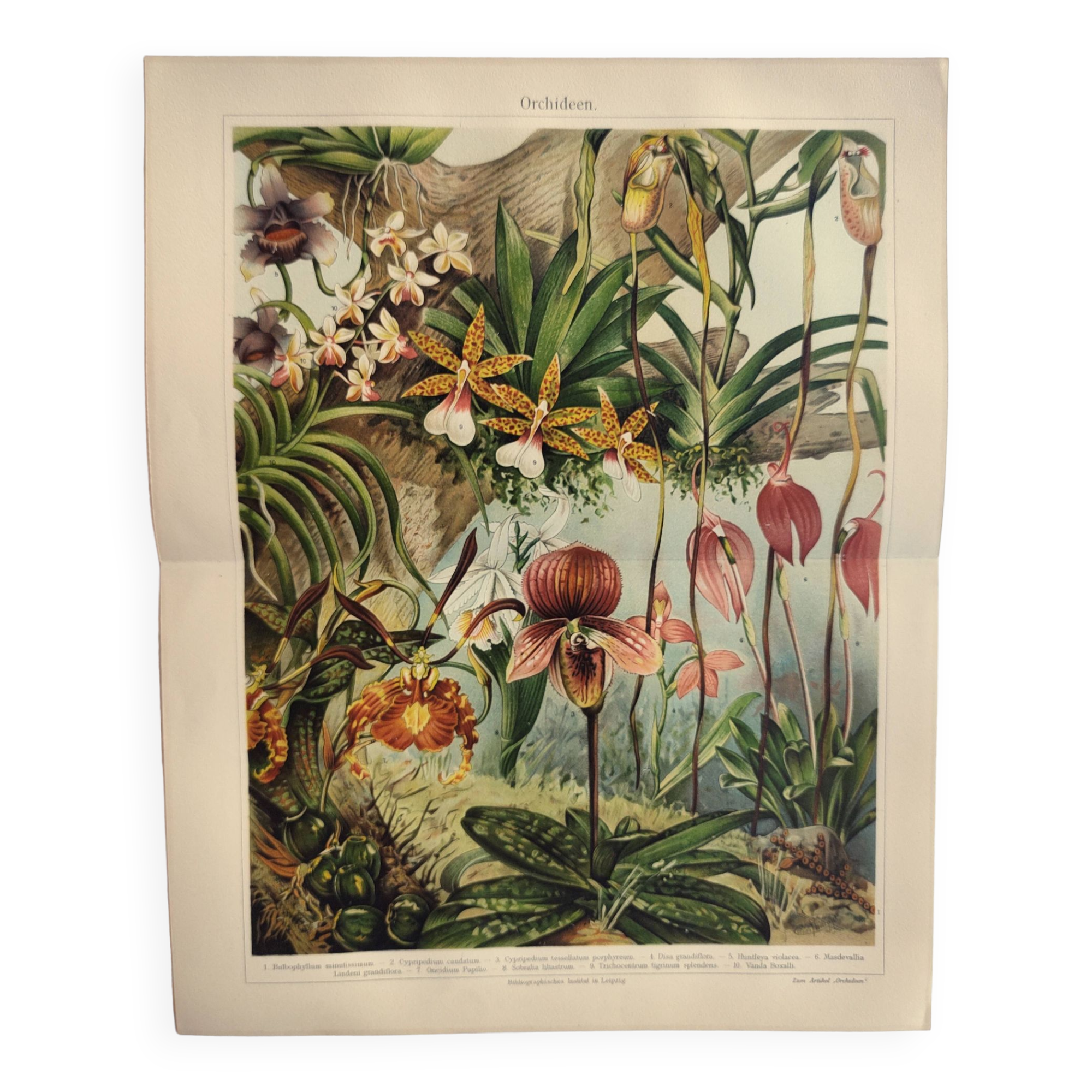 Gravure botanique de 1909 - Orchidée - Planche allemande ancienne
