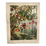 Botanical engraving from 1909 - Orchid - Old German antique print