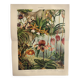 Gravure botanique de 1909 - Orchidée - Planche allemande ancienne