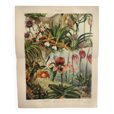 Gravure botanique de 1909 - Orchidée - Planche allemande ancienne