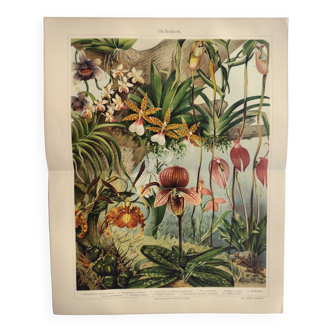 Gravure botanique de 1909 - Orchidée - Planche allemande ancienne