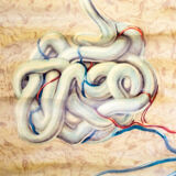 Poster graphic skin hair Deutsches Hygiene Institute 1951