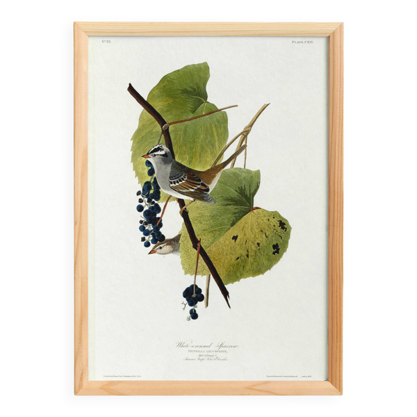 Affiche sur le Bruant à couronne blanche, d’après une gravure ancienne