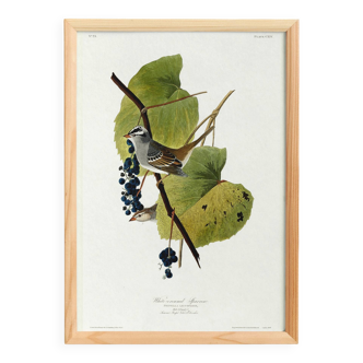Poster of the White-crowned Sparrow, after an old engraving