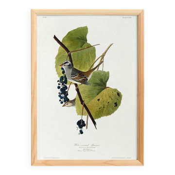 Poster of the White-crowned Sparrow, after an old engraving