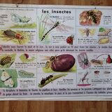 Rossignol educational poster