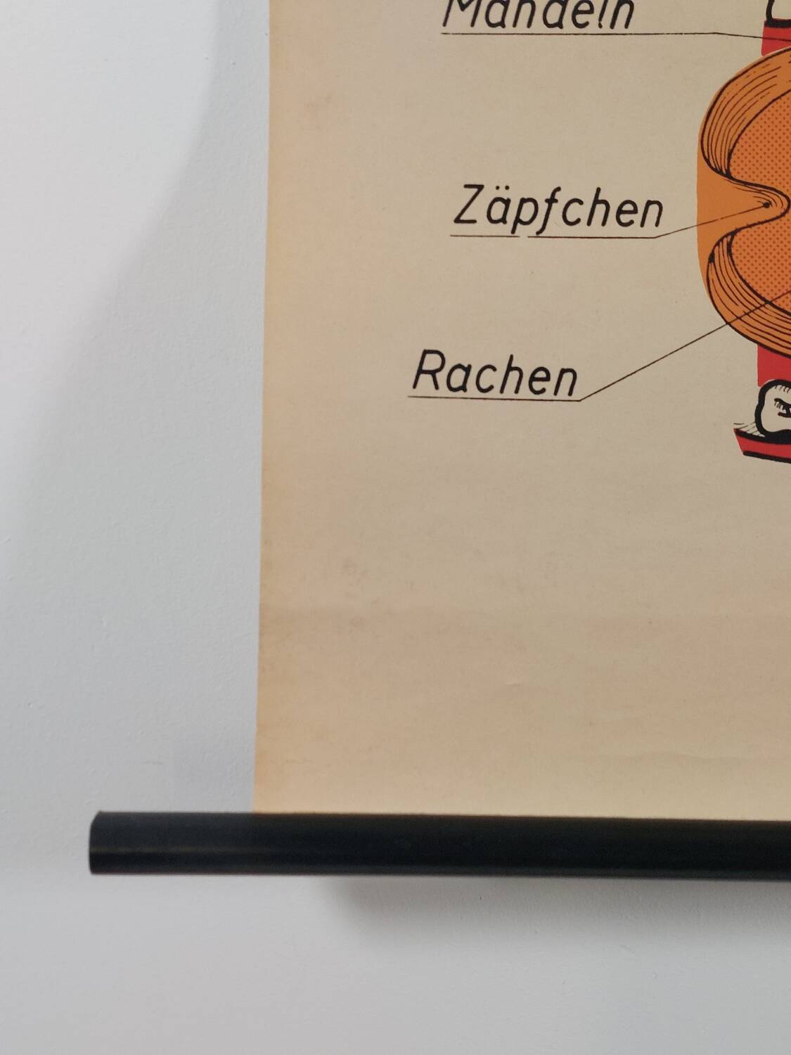 Vintage educational wall hanging roll chart poster map