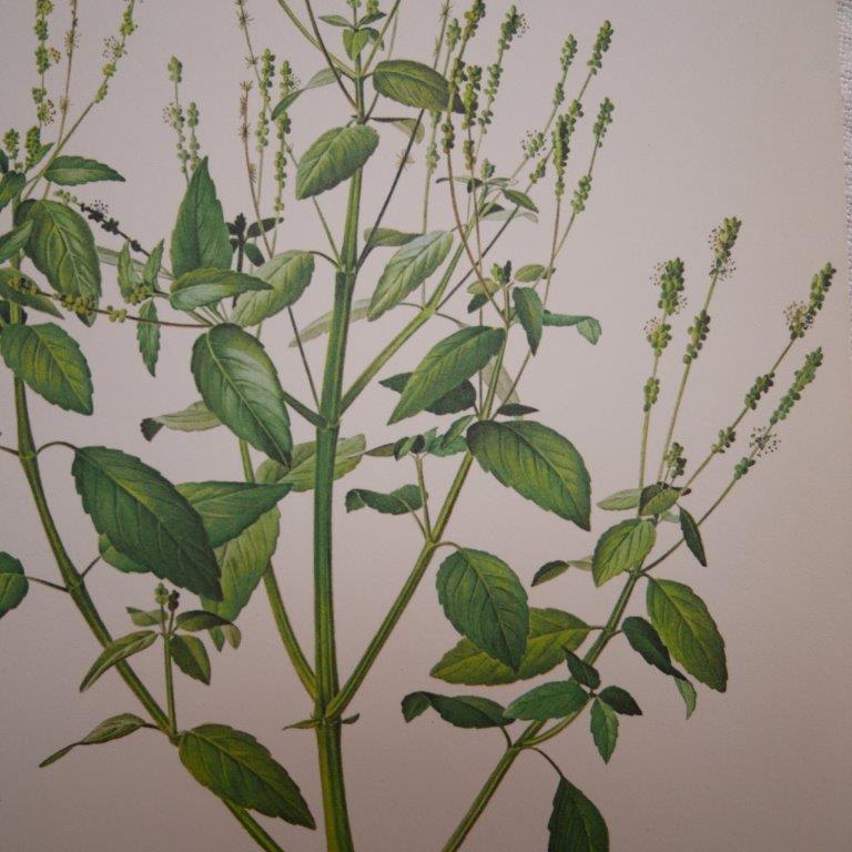 Planche botanique mercuriale annuelle