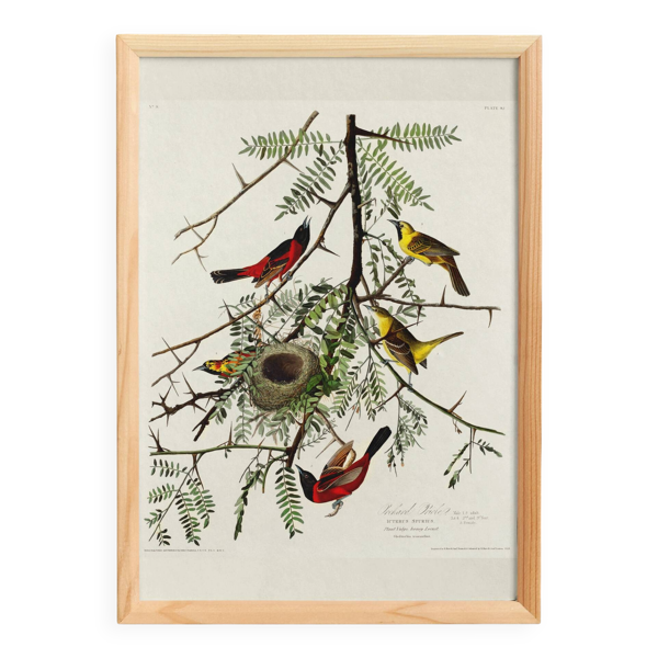 Affiche sur l’Oriole, d’après une gravure ancienne de 1827.