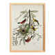 Poster about the Oriole, based on an old engraving from 1827.