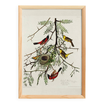 Poster about the Oriole, based on an old engraving from 1827.