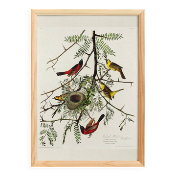 Poster about the Oriole, based on an old engraving from 1827.