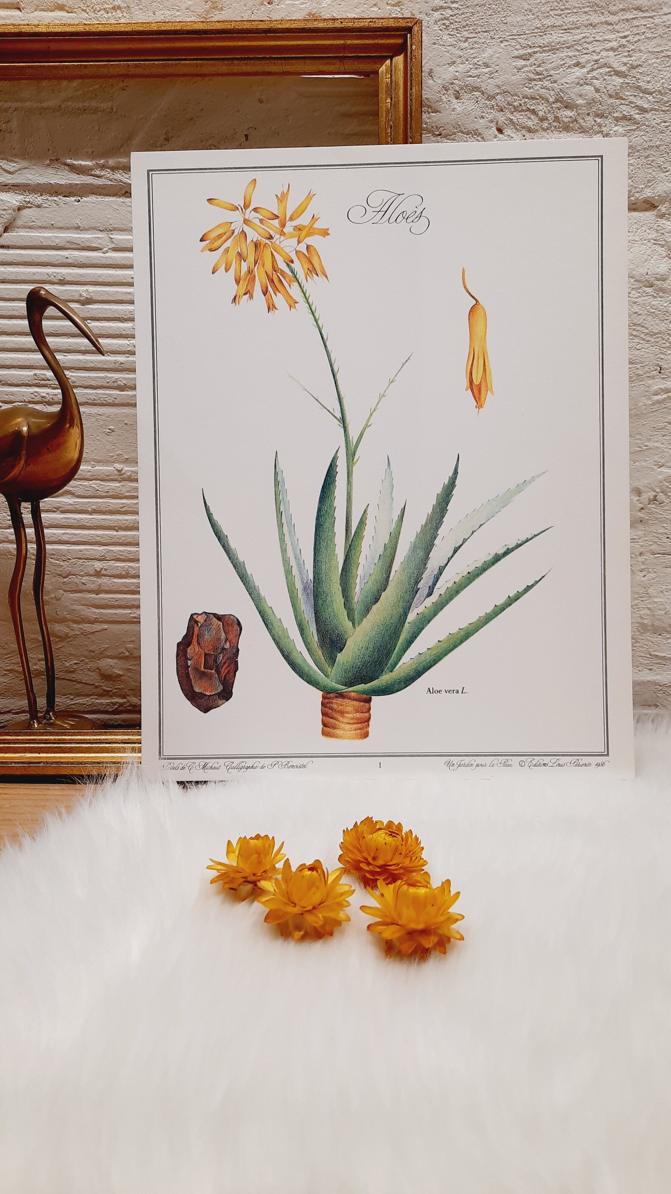 Botanical board Aloes