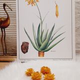 Botanical board Aloes
