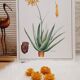 Planche botanique Aloes