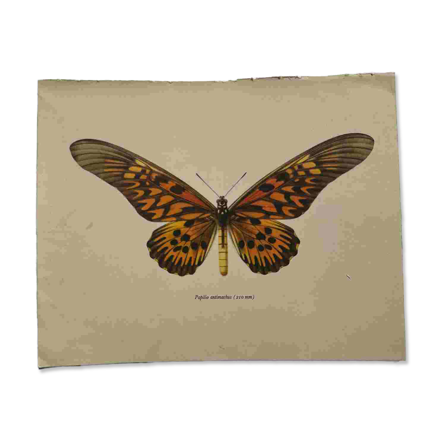 Gravure ancienne papillon 1900 planche botanique naturaliste