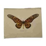 Antique butterfly engraving 1900 naturalist botanical plate